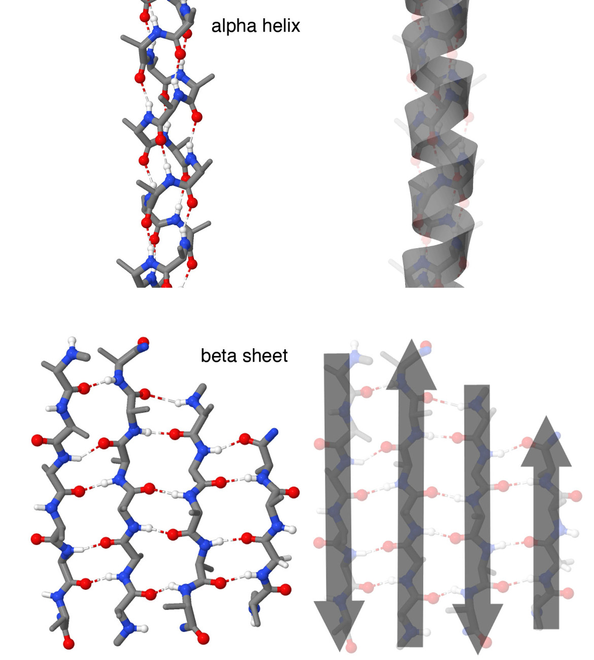 RCSB PDB reference: alpha helix above, beta sheet below. Atom and bond representations on the left show backbone hydrogen bonds; ribbon views on the right show the overall local shapes.